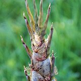 Phyllostachys edulis 2